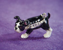 Boston Terrier, a Petite Size Trinket Box