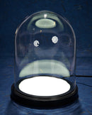 Bell Jar with Lighted Base