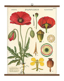 Botany Wall Chart