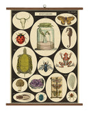 Specimens Wall Chart